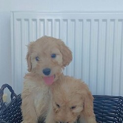 Miniature cockapoo puppies PRA Clear show type/Cockapoo/Female/Sex: Male,Hi I am now taking viewings for my beautifully litter of miniature PRA clear cockapoo puppies Mum sandy has been amazing she's a show type cocker spaniel our family pet. Dad’s also our family pet his a toy poodle who loves to play. Puppies are all up-to-date with worming and fleeing and  also microchipped. Mum and dad can both be seen when visiting puppies please feel free to give me a call to arrange a viewing or for any more information thank you. 