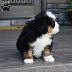 Jax/Mini Bernedoodle									Puppy/Male	/7 Weeks,Jax is a handsome big boy. He will be a loving , loyal addition to your family.  