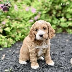 Lilah/Cockapoo									Puppy/Female	/7 Weeks,Our adorable Cockapoo puppies are looking for loving forever homes! These sweet puppies are family raised and have been socialized from an early age, making them friendly, affectionate, and well-adjusted companions. They are used to being around children and enjoy playtime and attention, making them wonderful additions to families of all sizes.