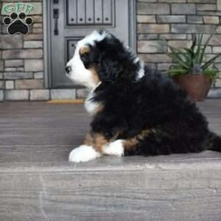 Jax/Mini Bernedoodle									Puppy/Male	/7 Weeks,Jax is a handsome big boy. He will be a loving , loyal addition to your family.  
