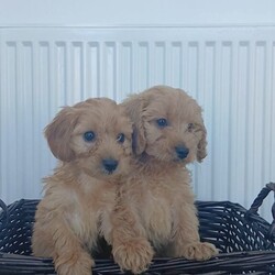 Miniature cockapoo puppies PRA Clear show type/Cockapoo/Female/Sex: Male,Hi I am now taking viewings for my beautifully litter of miniature PRA clear cockapoo puppies Mum sandy has been amazing she's a show type cocker spaniel our family pet. Dad’s also our family pet his a toy poodle who loves to play. Puppies are all up-to-date with worming and fleeing and  also microchipped. Mum and dad can both be seen when visiting puppies please feel free to give me a call to arrange a viewing or for any more information thank you. 