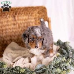 Caroline/Mini Bernedoodle									Puppy/Female	/7 Weeks,Introducing Caroline — a micro Bernedoodle merle girl so uniquely beautiful, she looks like she was dreamed up rather than born. Her soft, swirling merle coat is entirely her own, a one-of-a-kind pattern of blended tones that shifts and shimmers with every move she makes. She is tiny in stature, enormous in charm, and already the kind of puppy that makes people stop mid-sentence just to look at her.