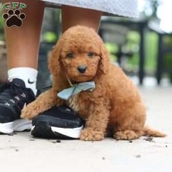 Tucker/Cavapoo									Puppy/Male	/11 Weeks,Meet Tucker, a F1B cavapoo! He’s full of energy, curiosity, and unconditional love, always ready to explore, chase toys, and discover something new. When the day winds down, he’s happiest curled up close, soaking in every cuddle with his sweet, gentle nature. His petite size makes him even more special, offering the perfect blend of affection, fun, and charm. He’ll make a wonderful companion for families, singles, or anyone looking for a loyal little friend.