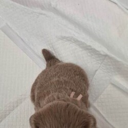 Lavender imperial shihtzus /Shih Tzu/Female/Sex: Mixed Litter,We have 1 girl available with lilac collar and 1 boy with red collar on. I own mum and dad .pups was born on 4th June. All ready to leave for new sofas on 30th July. Come with kc registered microchiped  1st needles full health  checked  by vet puppy pack. Can be see in our home with mum and dad.