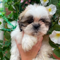  Gorgeous Imperial Shihtzu/Shih Tzu/Female/Sex: Mixed Litter,Only 3 boys left Beautiful 2 girls nd 3 boys looking for there foreva homes they are ready to leave on the 29th of June puppies will be wormed and microchipped the puppies r outstanding playful and are use to kids and r using puppy pads nd eating puppy food only the best homes please 