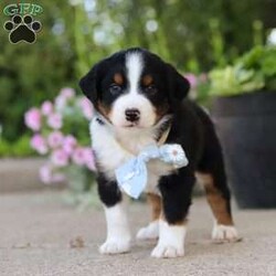 Frankie/Miniature Australian Shepherd									Puppy/Male	/7 Weeks,Hi, my name is Frankie, and I’m an absolutely adorable ASDR Mini Australian Shepherd puppy with a big personality and a heart full of love! I’m a sweet and playful little companion who loves soaking up attention, exploring the world around me, and enjoying all the fun adventures that sunny days bring. I have a bright spirit, a curious nature, and a lovable personality that makes every moment more special. With my fluffy coat, adorable puppy eyes, and charming Toy Aussie looks, I’m sure to steal your heart wherever I go. I can’t wait to spend my days making memories, enjoying outdoor adventures, and bringing endless love and happiness to my forever family!
