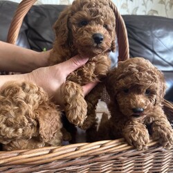 Adopt a dog:KC Reg PureBred Toy Poodle Pups/Toy Poodle/Female/Sex: Female,We are delighted to announce our lovely Bella has given birth to 3 stunning little Toy poodle Pups born on 15th May! They are ready to leave on 10th July