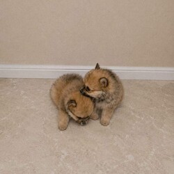 Pomeranian Puppies /Pomeranian/Female/Sex: Mixed Litter,We are delighted to announce our Pomeranian has had 4 healthy babys