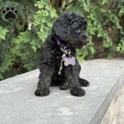 Leo/Golden Mountain Doodle									Puppy/Male	/11 Weeks,Say hello to Leo — the life of the litter! This playful Irish Golden Mountain Doodle puppy for sale has an infectious, joyful energy that lights up every room he enters. Leo loves to play, loves to explore, and loves to make everyone around him smile. If your family has kids who are looking for an enthusiastic, fun-loving companion, Leo is your guy.
