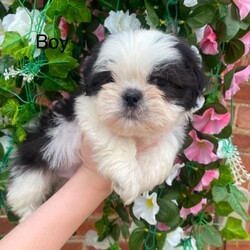 Gorgeous Imperial Shihtzu/Shih Tzu/Female/Sex: Mixed Litter,Only 3 boys left Beautiful 2 girls nd 3 boys looking for there foreva homes they are ready to leave on the 29th of June puppies will be wormed and microchipped the puppies r outstanding playful and are use to kids and r using puppy pads nd eating puppy food only the best homes please 