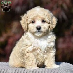 Lincoln/Bich-Poo									Puppy/Male	/9 Weeks,Pond View Puppies is excited to introduce Kenny and Twinkles’s new Bichpoo puppies!! They were born on May 2, 2026. We expect these puppies to weigh 9 to 13 pounds full grown. These pups will be a perfect fit for a family pet or for a 1-person companion! They love attention and cuddles. And they love playing with their toys and children. These Bich-poo are a good fit for anyone, including  families  with children. Our Bich-poo puppies have  been microchipped. They have had their first vaccinations and dewormers and have benn given health certificates by our  veterinarian. You will be given a 2-year genetic health guarantee, a small bag of NutriSource puppy food, and a blanket with the mother & littermate’s scent on it when you pick up your puppy. Pond View Puppies is eager to meet you! We will do our best to make this adoption process easy for you and your new furbaby :).  You may call or text Ruthie any time. Sunday calls & texts will be returned on Monday morning.