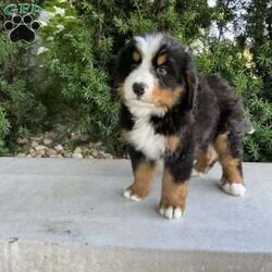 Samson/Bernese Mountain Dog									Puppy/Male	/9 Weeks,Meet our Bernese Mountain Dog Puppies! They are developing wonderful temperaments. They are around kids daily to interact with, so they are very well socialized. When traveling home they come with a AKC registration,1 year health guarantee, health certificate, vaccination record, microchipped, food and a blanket. They are up to date on all vaccinations and de wormings. Both parents are healthy. Dad is Health tested clear. 