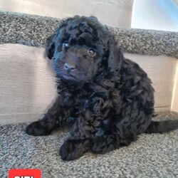 Adopt a dog:Absolutely stunning f1 poodle pups /Poodle/Female/Sex: Mixed Litter,Mam is a small miniature poodle and dad is a toy poodle. They are both our family pets and both can be seen anytime with the pups when viewing etc Bella (mam) had a litter of 4 which are 2 boys and 2 girls they are very loving and playfully will be microchiped and first injection done upon collection on the 24th july and wormed and flead to date thanks for looking and any enquiries welcome £100 non refundable deposit required to secure your furbaby photo of mam and dad in last photo it won't let me upload videos but can be sent on request. delivery can be available for a small fee within distance thankyou