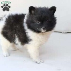 Callie/Pomeranian									Puppy/Female	/May 14th, 2026,Callie is one of three in her litter, her approximate adult weight is 7 to 8 pounds 