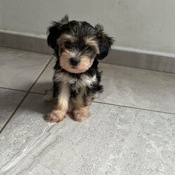 Bichon Frise cross Yorkshire Terrier puppies /Bichon Frise/Female/Sex: Mixed Litter,We have 5 beautiful Bichon Frise cross Yorkshire Terrier puppies looking for their forever homes.