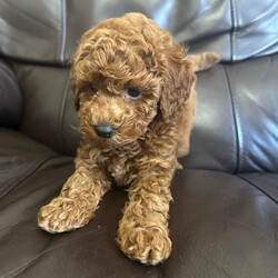 Adopt a dog:KC Reg PureBred Toy Poodle Pups/Toy Poodle/Female/Sex: Female,We are delighted to announce our lovely Bella has given birth to 3 stunning little Toy poodle Pups born on 15th May! They are ready to leave on 10th July