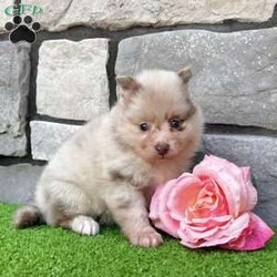 Sugar/Pomeranian									Puppy/Female	/8 Weeks,Hi, I’m Sugar! I’m a gorgeous AKC Registered Pomeranian girl with a rare lavender merle coat, stunning blue-green eyes, and a cute brown nose that makes me extra special! My thick, fluffy coat and beautiful markings are sure to turn heads everywhere I go. I may be tiny, but I’m packed with personality! I’m sweet, loving, and always ready for cuddles, playtime, and making new friends. If you’re looking for a loyal companion with looks and charm, I might be the perfect little girl for you! I’m up to date on all my shots and dewormings, have been microchipped, and come with a health guarantee for your peace of mind. No matter where you live, delivery is available right to your door in most areas, making it easy for me to join my forever family. Contact today: I can’t wait to fill your home with love, laughter, and lots of puppy kisses! Love, Sugar Your sweet little lavender merle princess!