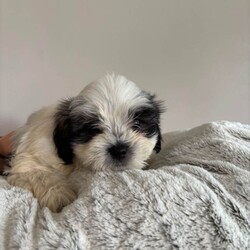 Adopt a dog:Malshi boy pups/Malshi/Female/Sex: Male,exceptional malshi boy puppies ready for their new loving family home.