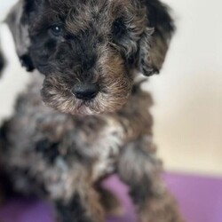 F1b cockapoos/Cockapoo/Female/Sex: Mixed Litter,These little bundles of joy are known for their friendly nature, intelligence, and low-shedding coats—perfect for families, first-time dog owners, and allergy-sensitive homes.