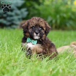 Frankie/Havapoo									Puppy/Male	/10 Weeks,Meet Frankie, a sweet Havapoo! He’s full of energy, curiosity, and unconditional love, always ready to explore, chase toys, and discover something new. When the day winds down, he’s happiest curled up close, soaking in every cuddle with his gentle and affectionate nature. His small size makes him an excellent companion, offering the perfect blend of fun, loyalty, and charm. He’ll make a wonderful companion for families, singles, or anyone looking for a loving little friend.