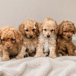 Adopt a dog:Beautiful Golden Cockapoo Puppies /Cockapoo/Female/Sex: Mixed Litter,We have a stunning litter of red/golden Cockapoo puppies looking for their forever homes. There are 3 boys and 1 girl available. ONE BOY AVAILABLE!