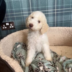 Adopt a dog:F1b bernedoodle puppies last sweet boy /Bernedoodle/Female/Sex: Mixed Litter,FULLY HEALTH TESTED PARENTS Due to being let down I now have a party cream boy available he is now fully vaccinated We are delighted to offer a beautiful litter of f1b benedoodle puppies raised in a loving family environment and will be well socialised from an early age