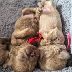 Lavender imperial shihtzus /Shih Tzu/Female/Sex: Mixed Litter,We have 1 girl available with lilac collar and 1 boy with red collar on. I own mum and dad .pups was born on 4th June. All ready to leave for new sofas on 30th July. Come with kc registered microchiped  1st needles full health  checked  by vet puppy pack. Can be see in our home with mum and dad.