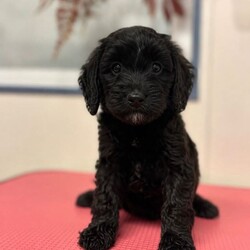 F1b cockapoos/Cockapoo/Female/Sex: Mixed Litter,These little bundles of joy are known for their friendly nature, intelligence, and low-shedding coats—perfect for families, first-time dog owners, and allergy-sensitive homes.