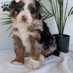Annie/Mini Bernedoodle									Puppy/Female	/8 Weeks,Hello everyone! Meet our precious little girl, Annie. She is a beautiful F1 blue-merle mini bernedoodle with a very beautiful coat of soft wavy hair! Her coat is a very unique color of blue! Annie has a very sweet temperament andis very well socialized! She is very playful and is sure to make the perfect companion to anyone giving her a loving home! Annie would make the perfect companion to go on walks with or if you are looking for someone to snuggle up on the couch with she is always up for that as well! Annie will be available to go home on July 7th..