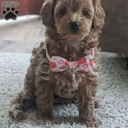 Lilly/Maltipoo									Puppy/Female	/8 Weeks,Meet Lilly our most precious little girl! She is a beautiful red color and is so precious, she loves being held and snuggled and next she’s off playing with our young children , her mom Luna takes the best care of her little ones and has a calming temperament, the babies are being dewormed regularly and vaccinated, they’ll be health checked by our local vet and also micro chipped , the babies get love and attention every day! Her estimate adult weight will be around 10#-12#s , if you love puppies as much as we do and want to give Lilly the best home call or text . 