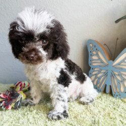 Adopt a dog:Monty/Poodle/Female/March 8, 2026,Hi, I'm Monty! I'm a 17-week-old male Poodle with a beautiful brown & white coat, born on March 8. I am ready now to plan my trip to my forever family. I'm APRI registered. I'm a gentle soul who will be your calm in any storm.