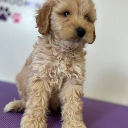 F1b cockapoos/Cockapoo/Female/Sex: Mixed Litter,These little bundles of joy are known for their friendly nature, intelligence, and low-shedding coats—perfect for families, first-time dog owners, and allergy-sensitive homes.