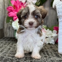 Adopt a dog:George/Havanese/Female/May 13, 2026,Hi, I'm George! I'm an 8-week-old male Havanese with a beautiful chocolate sable coat, born on May 13. I'll be ready to go home to my forever family after July 15, once I'm grown enough to leave my litter. When I reach my adult size, I should weigh between 10–16 lbs. I'm AKC registered. One puppy kiss, and you'll never want to let me go, I just know it.