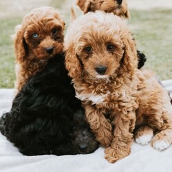 Adopt a dog:F1 Miniature Cavapoo Puppies For Sale/Cavapoo/Female/Sex: Mixed Litter,2 red girls, 1 black boy, 1 grey boy and 1 red boy F1 Cavapoo puppies for sale.