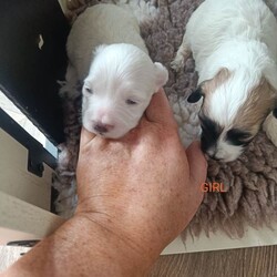 ALL SOLD /Maltipoo/Female/Sex: Mixed Litter,Hello and welcome here we have 1 boy left full white  weeks old ready in 3 weeks time 26th of July there mom is a minuture poodle my own pet and there dad is a KC registered Maltese my own pet also both can be seen on viewing pups will have 1st Injection flea and worm in a few weeks they will have a very fluffy coat also I will update pictures as and when there coat comes any questions please don't hesitate to get InTouch 