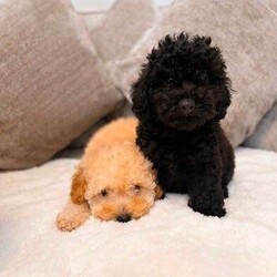 Adopt a dog:Toy poodle puppies /Toy Poodle/Female/Sex: Mixed Litter,Our beautiful Toy Poodle has welcomed a stunning litter of healthy puppies, and they are now ready to find their forever families.