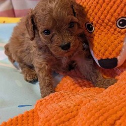 Stunning extensively health tested F1 cavapoos/Cavapoo/Female/Sex: Mixed Litter,We are proud to announce the arrival of our stunning extensively health tested F1 Cavapoo puppies.