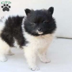 Callie/Pomeranian									Puppy/Female	/May 14th, 2026,Callie is one of three in her litter, her approximate adult weight is 7 to 8 pounds 