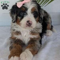 Annie/Mini Bernedoodle									Puppy/Female	/8 Weeks,Hello everyone! Meet our precious little girl, Annie. She is a beautiful F1 blue-merle mini bernedoodle with a very beautiful coat of soft wavy hair! Her coat is a very unique color of blue! Annie has a very sweet temperament andis very well socialized! She is very playful and is sure to make the perfect companion to anyone giving her a loving home! Annie would make the perfect companion to go on walks with or if you are looking for someone to snuggle up on the couch with she is always up for that as well! Annie will be available to go home on July 7th..