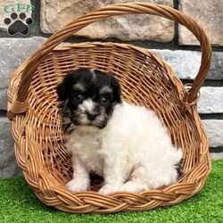 Dillon/Havanese									Puppy/Male	/9 Weeks,    Hi, I’m Dillon! I’m a handsome AKC Registered Havanese boy with a beautiful black and white coat, sparkling eyes, and a sweet personality that loves attention! I’ve been raised with lots of love and care, and now I’m searching for a forever family to call my own. I’m up to date on all my shots and dewormings, have been microchipped, and come with a health guarantee so you can feel confident bringing me home. I love cuddles, playtime, and being right by your side wherever you go! No matter where you live, delivery is available right to your door in most areas, making it easy for me to become part of your family. Contact today: I can’t wait to meet you and fill your home with love, puppy kisses, and lots of happy memories! 