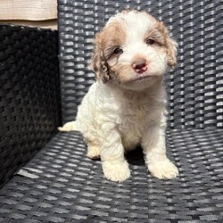 Merle cockapoo puppies/Cockapoo/Female/Sex: Mixed Litter,Cockapoo puppy’s 4 girls available all been bought up in a family home flead and wormed microchipped ready to go to forever homes 