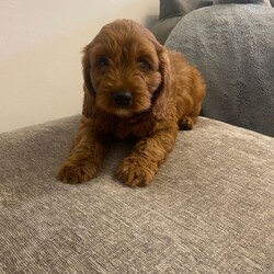Adopt a dog:F1 Cavapoo puppies /Cavapoo/Female/Sex: Mixed Litter,Gorgeous  Cavapoo puppies  ready to leave for their new forever homes shortly..Mum is our Blenhiem cavalier She is a very intelligent loving mother  . Dad is a Pedigree Miniature poodle. dad is PRA CLEAR.The pups are already showing strong signs of being well adjusted, happy family pets,  They have plenty of love and attention from adults and children alike making them very sociable... perfect for a family We will only release the puppies with a clean bill of health which includes: **Vet health checked **Wormed **Treated for fleas **1st vaccination ,Vaccination record,microchipped and Help and support with your new family member will always be available. If you are interested or would like more information for any of these beautiful pups please get in touch.