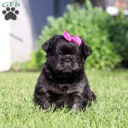 Amy/French Bulldog									Puppy/Female	/9 Weeks,Meet Amy, an absolutely adorable AKC French Bulldog puppy with a charming personality and a heart full of love! This precious little girl is playful, affectionate, and always ready to brighten your day with her sweet nature and adorable expressions. She enjoys exploring her surroundings, playing with her favorite toys, and soaking up attention from everyone she meets. With her beautiful coat, signature Frenchie ears, impressive big rope nose, and irresistible face, Amy is sure to steal hearts wherever she goes. Raised with lots of love and attention in a veterinarian’s home, she has been well-socialized and given the very best start in life. Whether she’s cuddling up for snuggles or entertaining everyone with her playful antics, Amy brings joy to every moment.