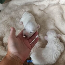 ALL SOLD /Maltipoo/Female/Sex: Mixed Litter,Hello and welcome here we have 1 boy left full white  weeks old ready in 3 weeks time 26th of July there mom is a minuture poodle my own pet and there dad is a KC registered Maltese my own pet also both can be seen on viewing pups will have 1st Injection flea and worm in a few weeks they will have a very fluffy coat also I will update pictures as and when there coat comes any questions please don't hesitate to get InTouch 