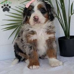 Annie/Mini Bernedoodle									Puppy/Female	/8 Weeks,Hello everyone! Meet our precious little girl, Annie. She is a beautiful F1 blue-merle mini bernedoodle with a very beautiful coat of soft wavy hair! Her coat is a very unique color of blue! Annie has a very sweet temperament andis very well socialized! She is very playful and is sure to make the perfect companion to anyone giving her a loving home! Annie would make the perfect companion to go on walks with or if you are looking for someone to snuggle up on the couch with she is always up for that as well! Annie will be available to go home on July 7th..