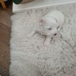 ALL SOLD /Maltipoo/Female/Sex: Mixed Litter,Hello and welcome here we have 1 boy left full white  weeks old ready in 3 weeks time 26th of July there mom is a minuture poodle my own pet and there dad is a KC registered Maltese my own pet also both can be seen on viewing pups will have 1st Injection flea and worm in a few weeks they will have a very fluffy coat also I will update pictures as and when there coat comes any questions please don't hesitate to get InTouch 