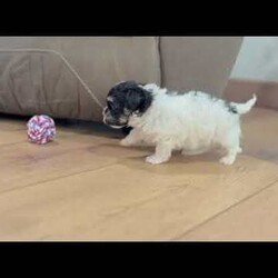Dillon/Havanese									Puppy/Male	/9 Weeks,    Hi, I’m Dillon! I’m a handsome AKC Registered Havanese boy with a beautiful black and white coat, sparkling eyes, and a sweet personality that loves attention! I’ve been raised with lots of love and care, and now I’m searching for a forever family to call my own. I’m up to date on all my shots and dewormings, have been microchipped, and come with a health guarantee so you can feel confident bringing me home. I love cuddles, playtime, and being right by your side wherever you go! No matter where you live, delivery is available right to your door in most areas, making it easy for me to become part of your family. Contact today: I can’t wait to meet you and fill your home with love, puppy kisses, and lots of happy memories! 