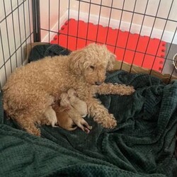 Adopt a dog:miniature poodle /Miniature Poodle/Female/Sex: Male,READY TO GO IN 2 DAYS! boy miniature poodle puppy. here i have a very handsome cuddly and loving boy miniature poodle. he was born 13th of may 2026 and is ready to go to his forever home on the 8th of july 2026. he will have his first injection, microchip and health check. his mummy is an amazing pet and a even more amazing mother to her puppy’s. He has one brother and two sister who have already found their forever home. he is very calm and loves cuddles. he is an apricot colour and has lovley curls. his mum is a miniature poodle and his dad is also a miniature poodle. if you have any inquiries or would like more photos/ videos please feel free to message. i will require a £100 non-refundable for your puppy and the rest of the payment on the day of collection.