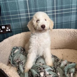 Adopt a dog:F1b bernedoodle puppies last sweet boy /Bernedoodle/Female/Sex: Mixed Litter,FULLY HEALTH TESTED PARENTS Due to being let down I now have a party cream boy available he is now fully vaccinated We are delighted to offer a beautiful litter of f1b benedoodle puppies raised in a loving family environment and will be well socialised from an early age
