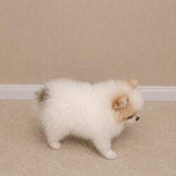 Pomeranian Puppies /Pomeranian/Female/Sex: Mixed Litter,We are delighted to announce our Pomeranian has had 4 healthy babys